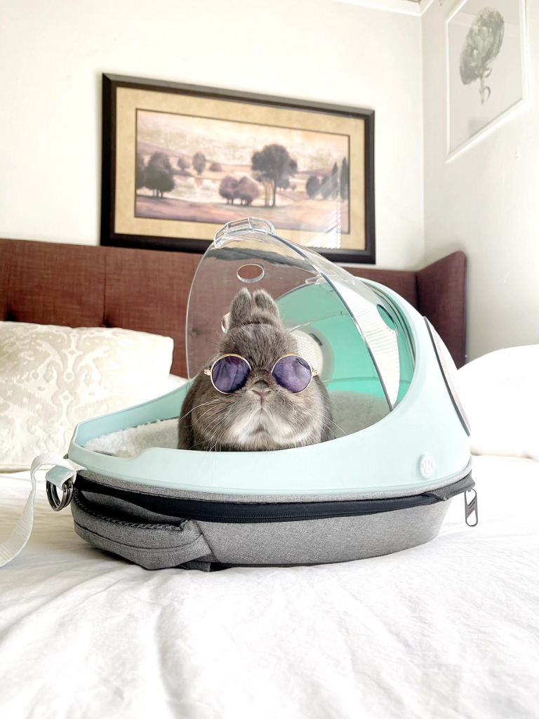 Egg Shell Pet Transport Backpack