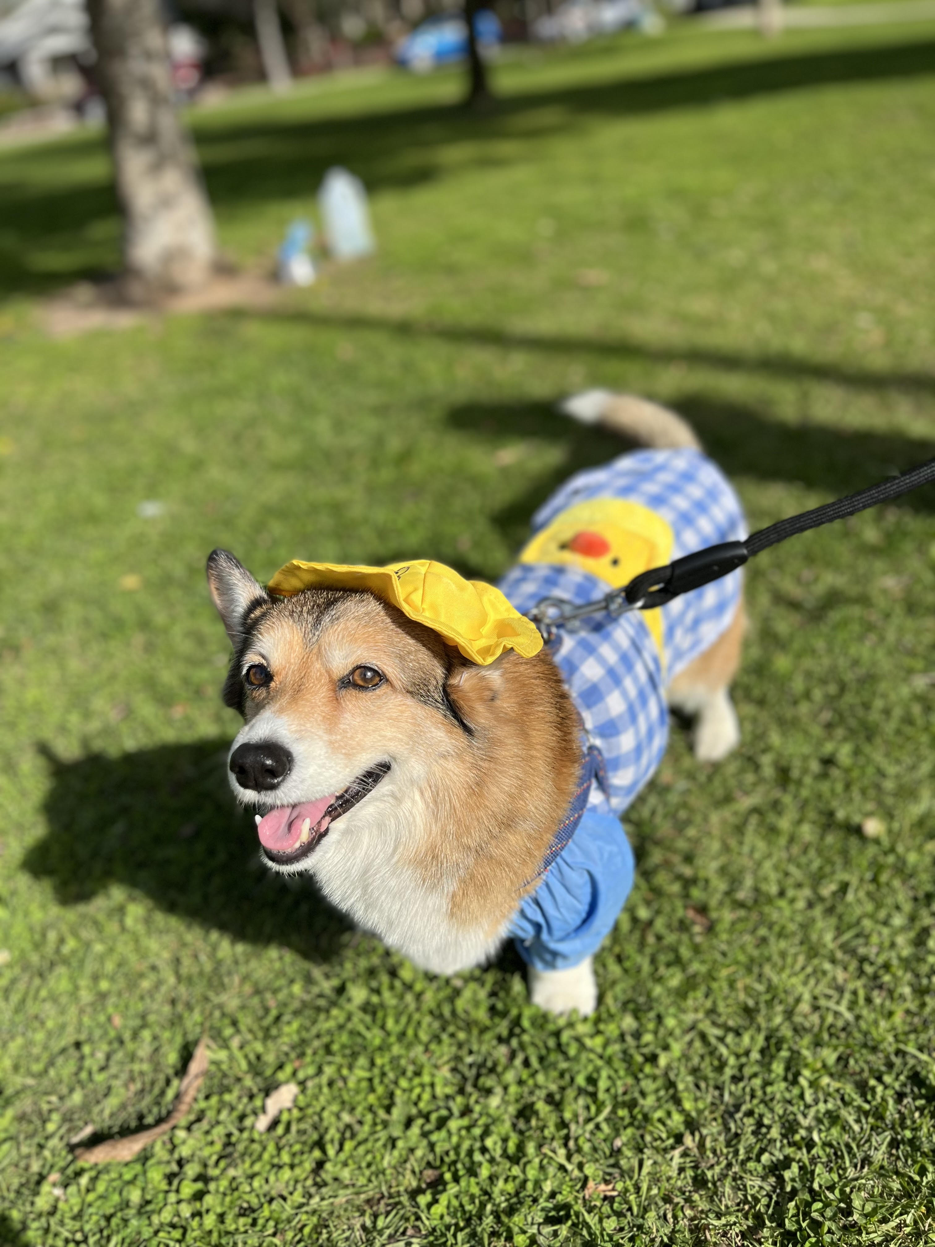 Dog in duck sales hat