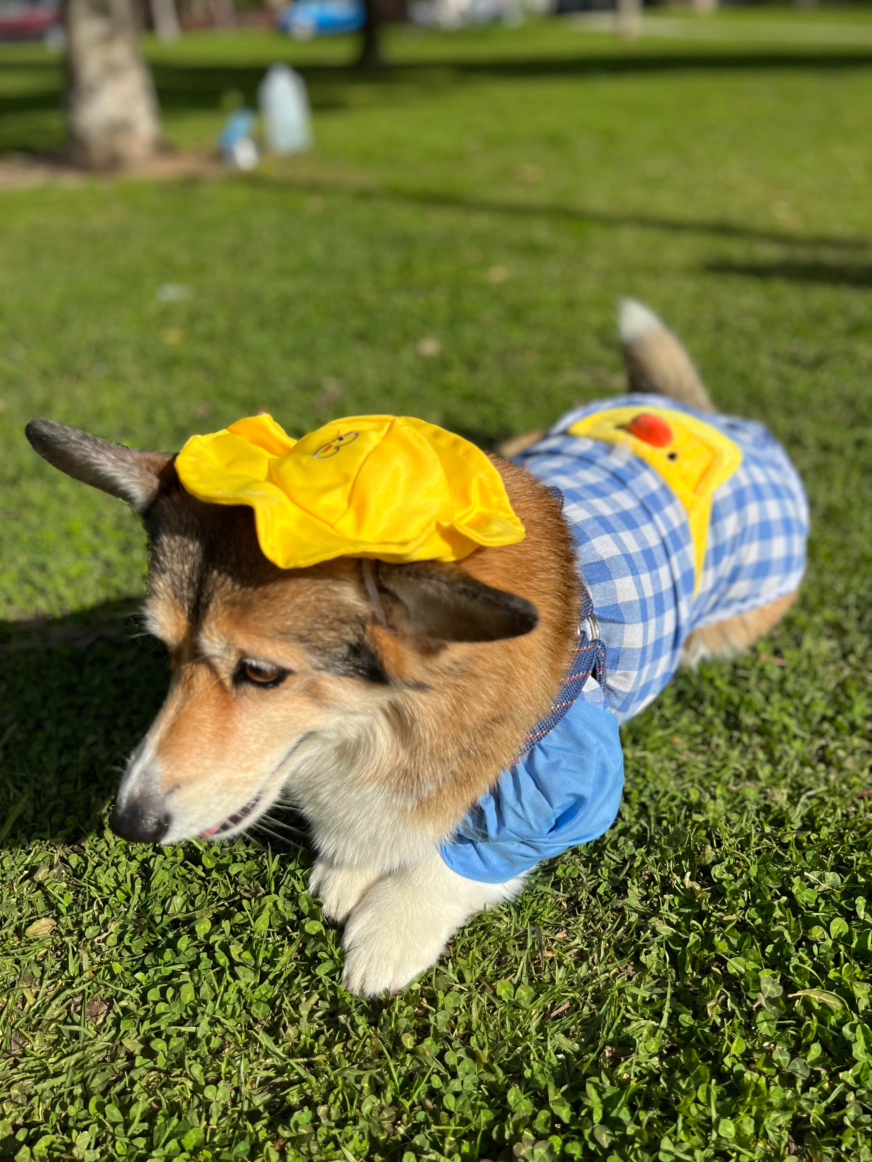 Dog in duck sales hat