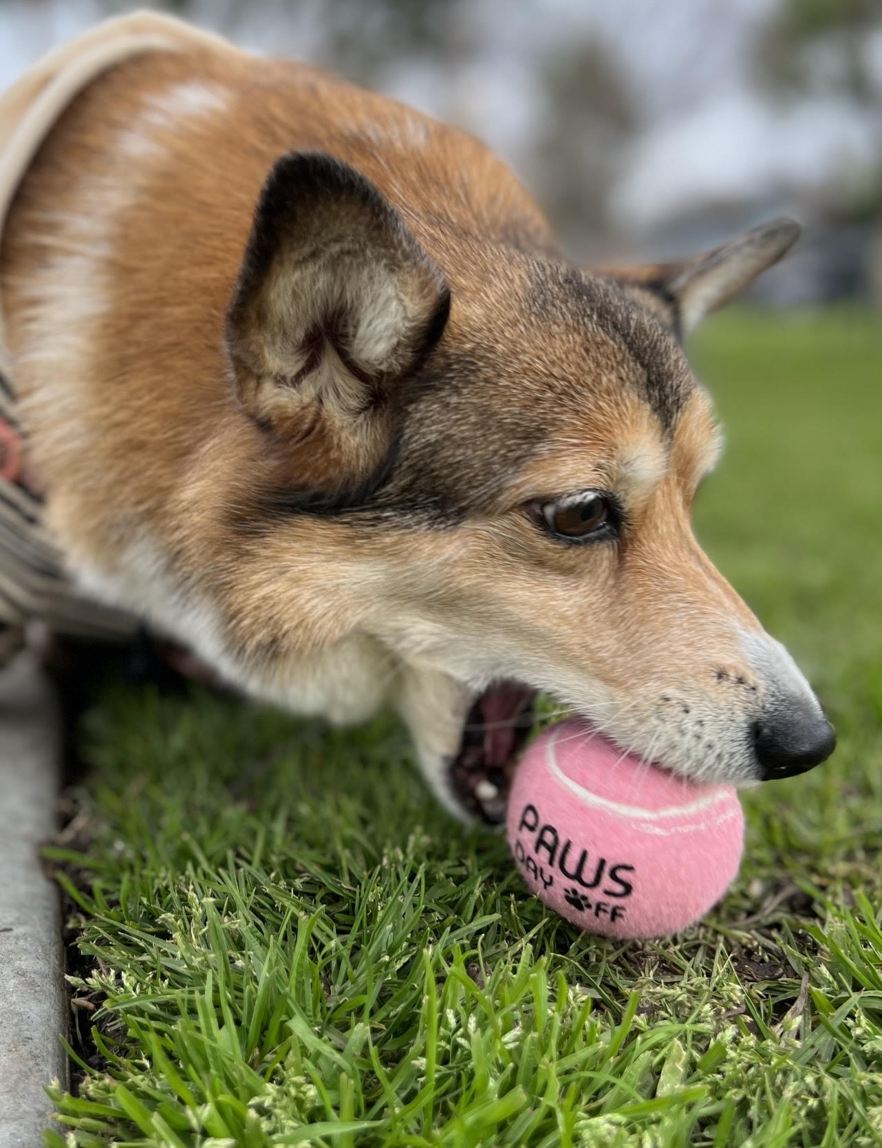 Pink Tennis Ball